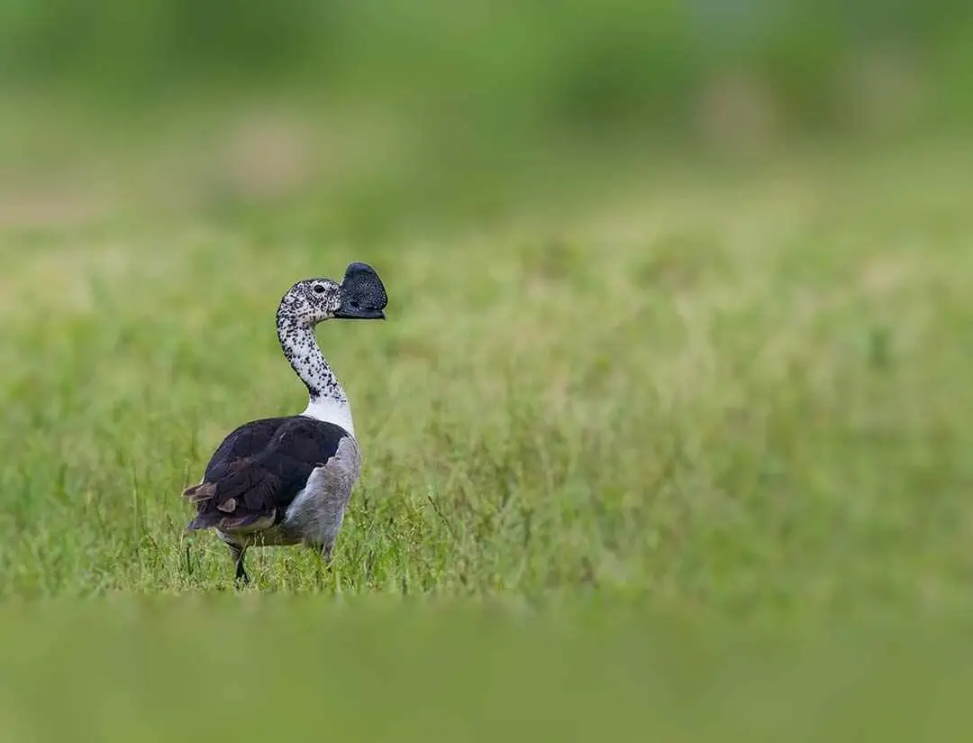 Knob-billed Duck wide